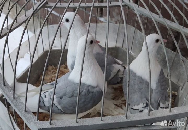 Тульские жарые и Тульские светлые