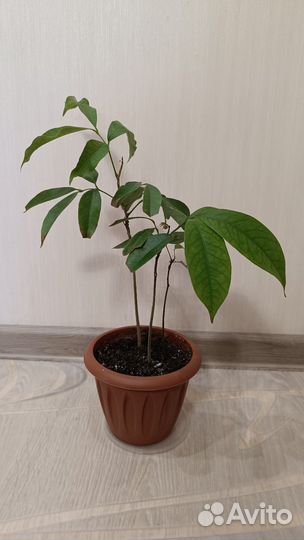 Личи растение