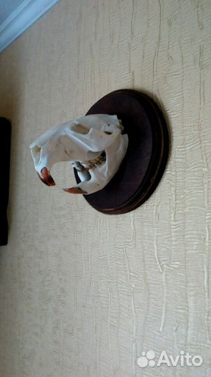 Череп косули