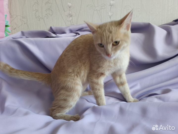Кошка