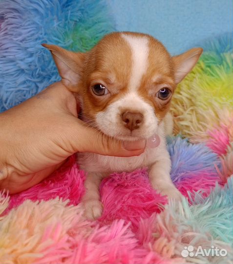 Девочка чихуахуа кобби типа