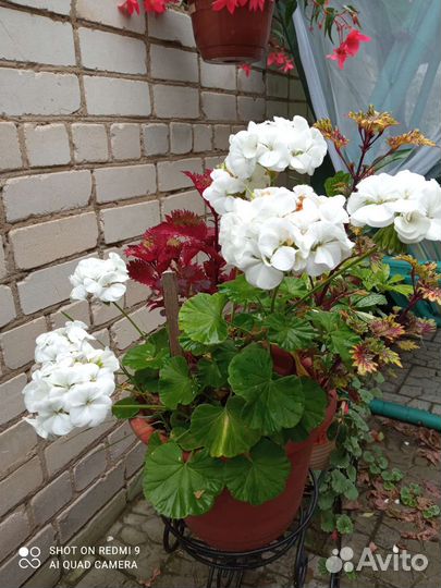 Пеларгония плющелистная