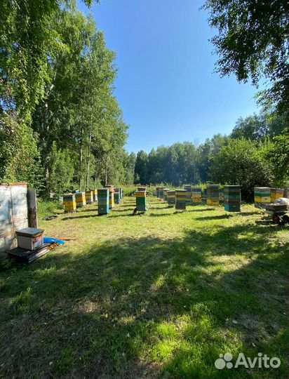 Мед оптом с Алтая / Экспорт в Китай и снг