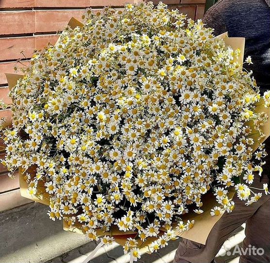 Ромашки букет