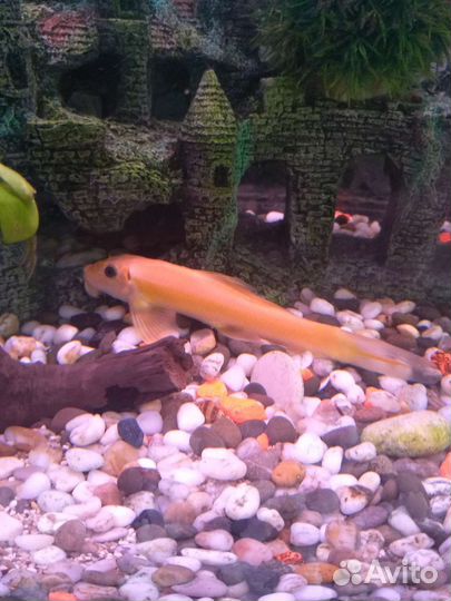 Гиринохейл сиамский