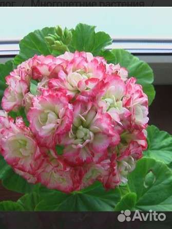 Пеларгония герань