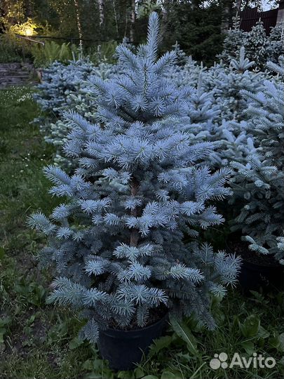 Ель Супер Блю