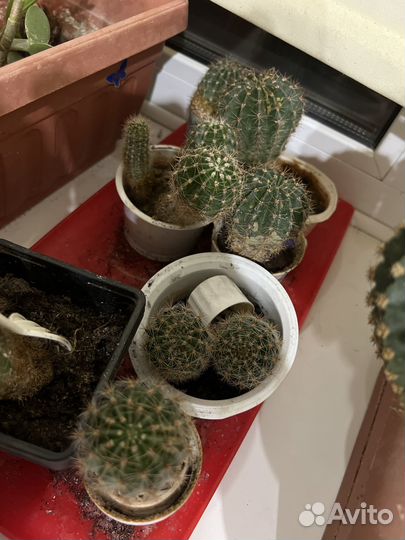 Кактус