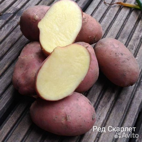 Семенной картофель