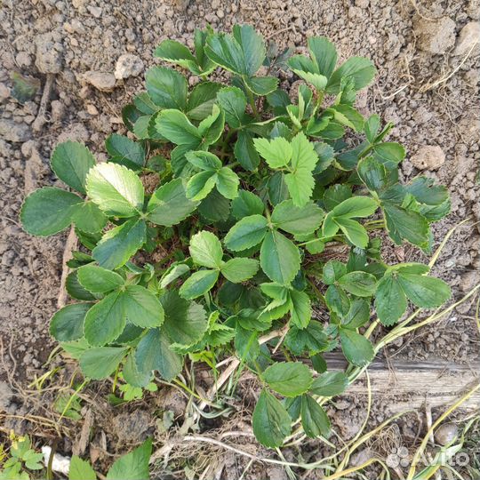 Клубника ремонтантная