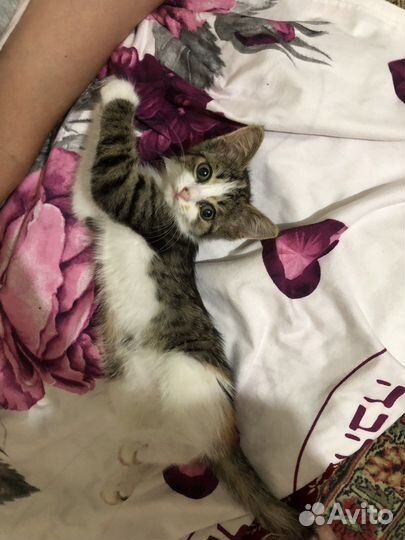 Котята бесплатно