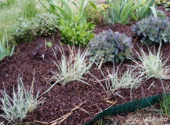 Гречневая шелуха (лузга, мульча)