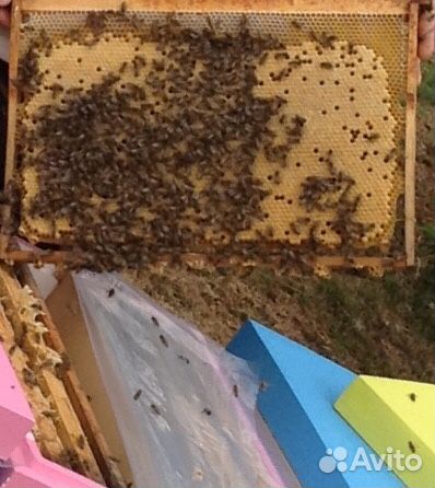 Пчеломатки Карника и Бакфаст