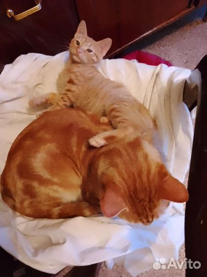 Рыжий котенок мальчик