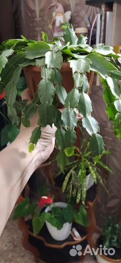 Декабрист шлюмбергера