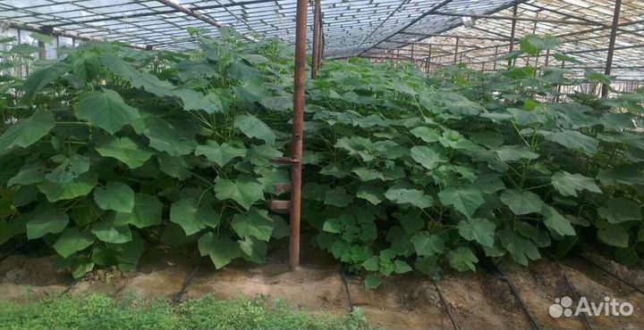 Павловния FTE, shan tong, z07, 9501, tomentosa