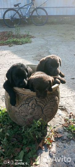 Щенки лабрадора