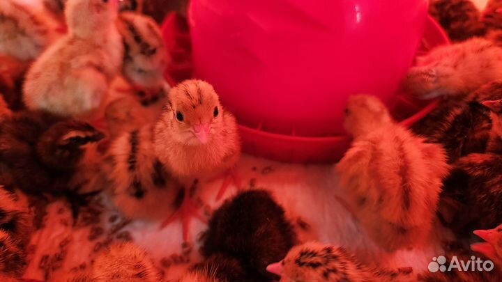 Перепелята перепела