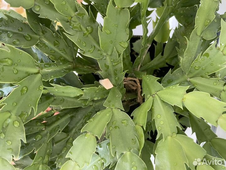 Декабрист белый