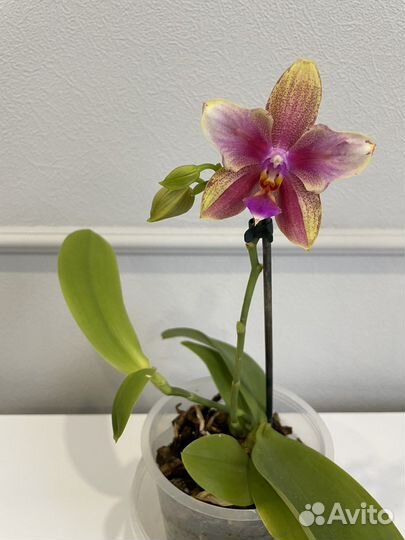 Орхидея лиодоро