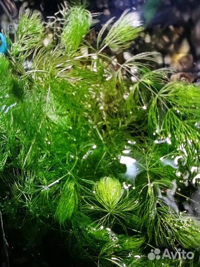 Продаю растения