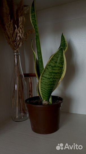 Сансевьера золотистая