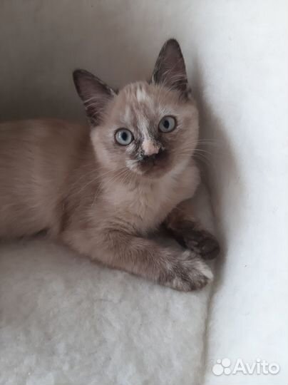 Кошечка в добрые руки