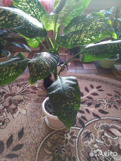 Диффенбахия