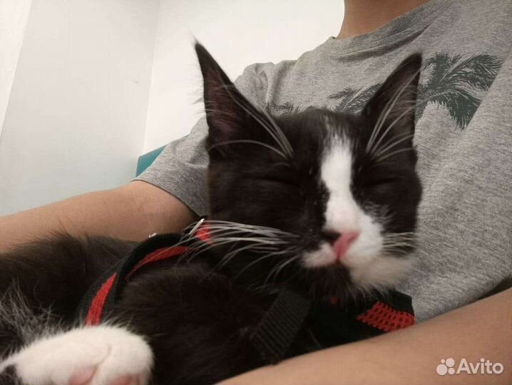 Черная кошка-котенок с белыми лапками в добрый дом