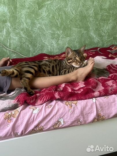 Бенгальские котята
