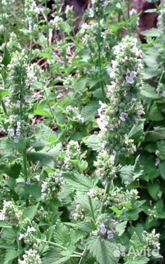 Мята, мелисса, душица,чабрец,многолетний лук