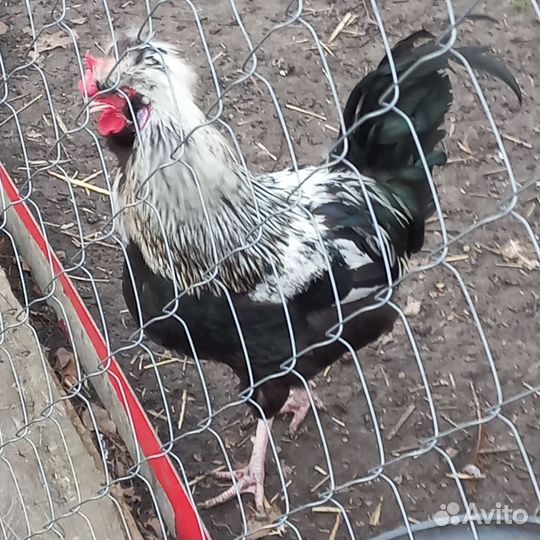 Молодые петухи