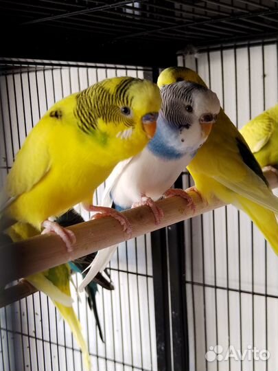 Продам попугаев