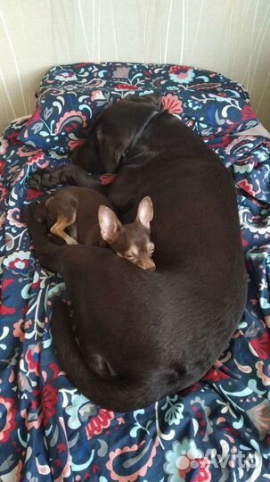 Кобель чихуахуа для вязки