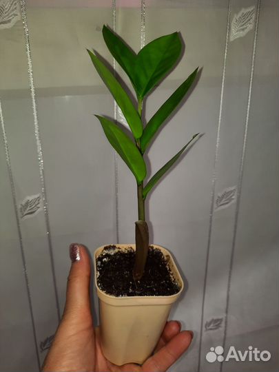 Замиокулькас молоденький