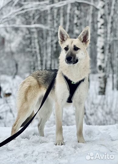 Бонечка в дар