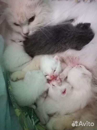 Кошка, котята