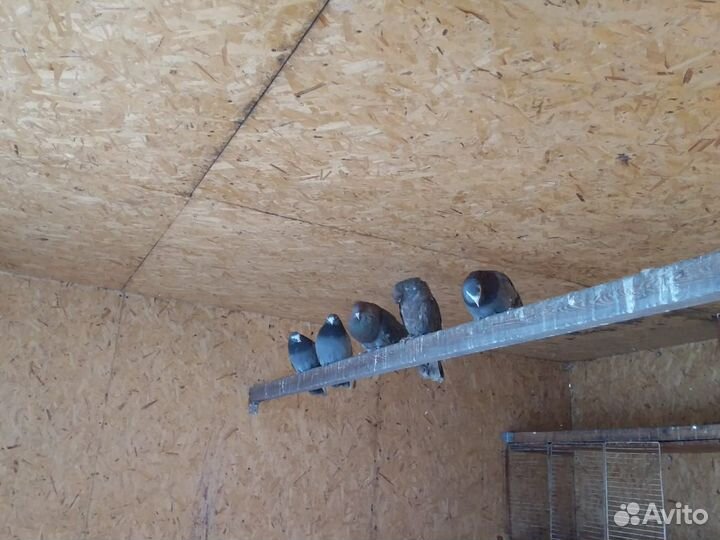 Продам голубей