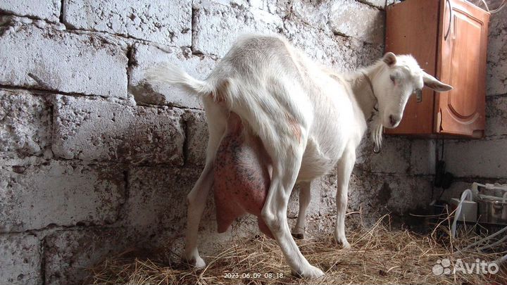 Дойная коза