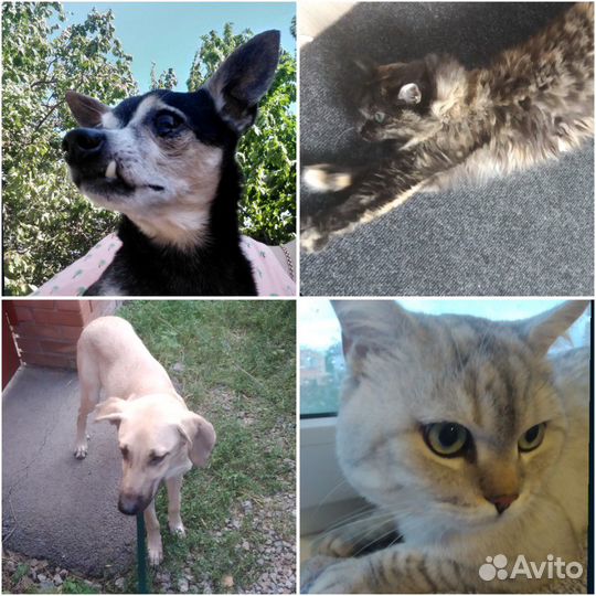 Передержка - гостиница для животных