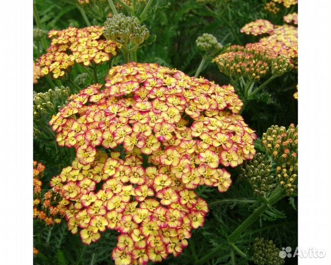 Тысячелистник обыкновенный Tricolor