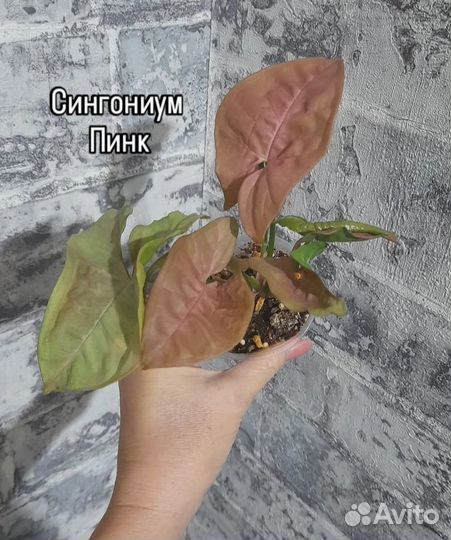 Комнатные цветы