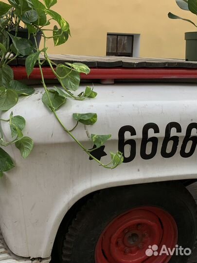 Эпипремнум (Epipremnum) / D17