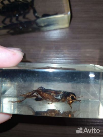 Насекомые в стекле, коллекция