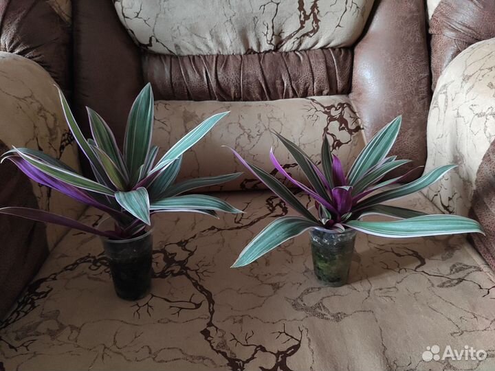 Комнатные растения цветы