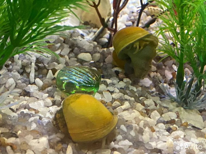 Аквариум аквас с рыбками и тумбами