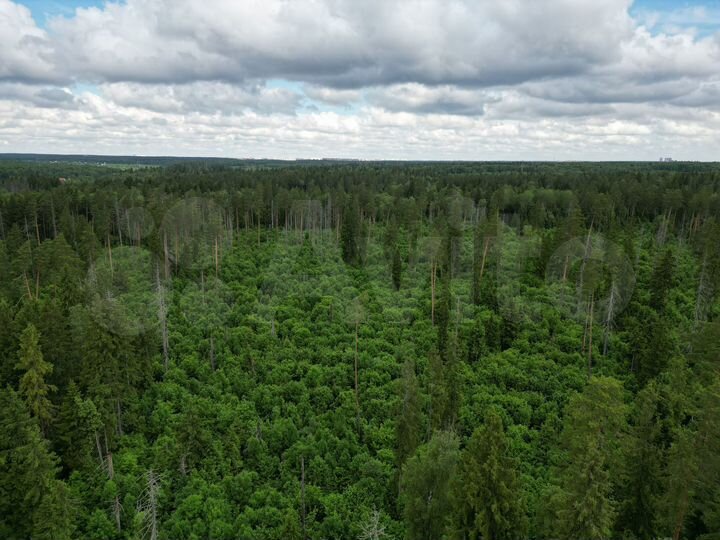 Участок 100 сот. (СНТ, ДНП)