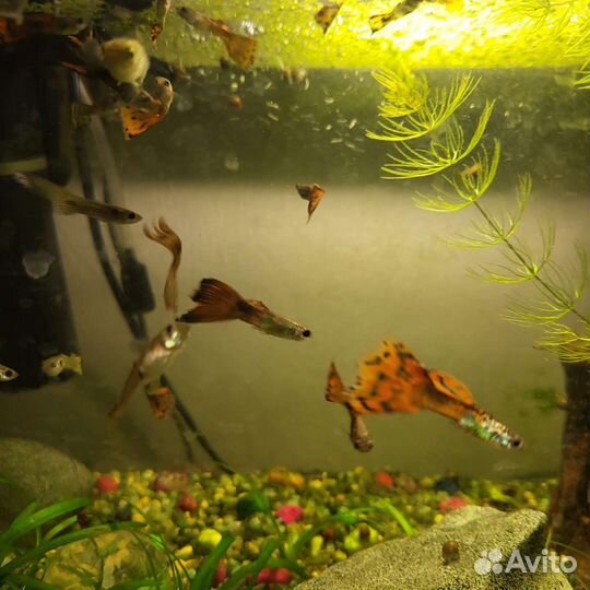 Аквариумные рыбки гуппи