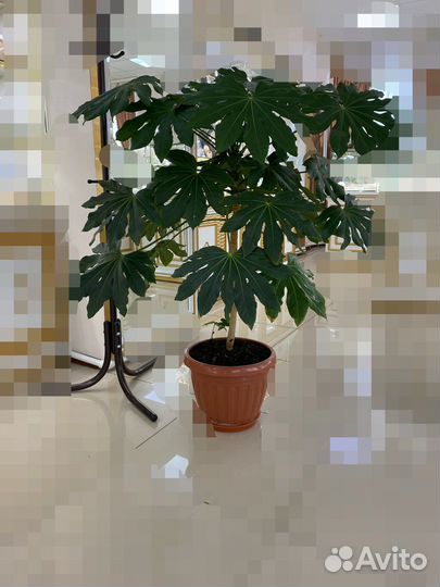 Продам цветок Фатсия, очень шикарный