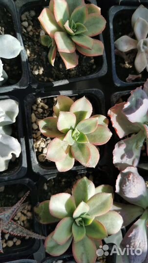 Суккуленты